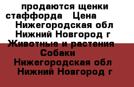 продаются щенки стаффорда › Цена ­ 6 000 - Нижегородская обл., Нижний Новгород г. Животные и растения » Собаки   . Нижегородская обл.,Нижний Новгород г.